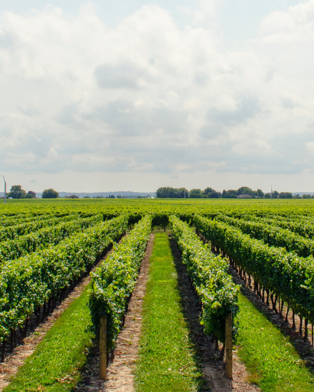 Vineyard Anchoring