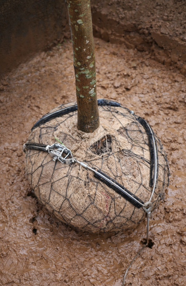 Tree Kits