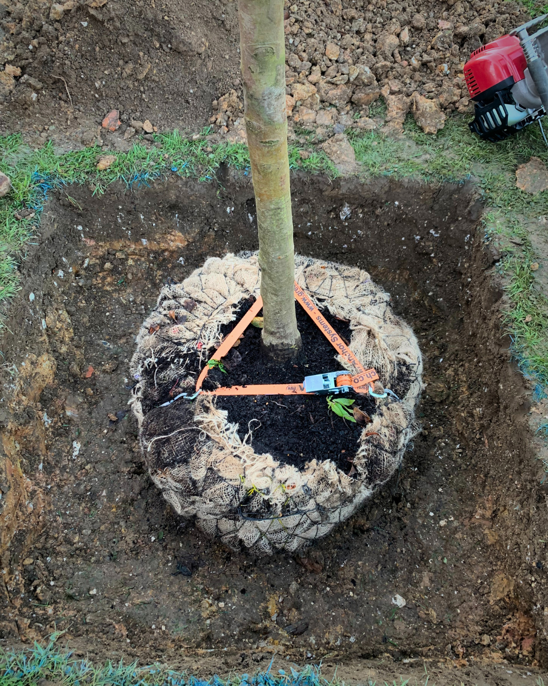 Tree Anchoring